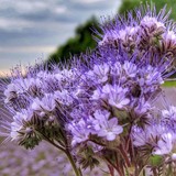 500 гр. Фацелия - семена (лат. Phacelia)