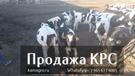 Продажа племенных пород КРС живым весом молочного направления, Нетели, Коровы, Телки